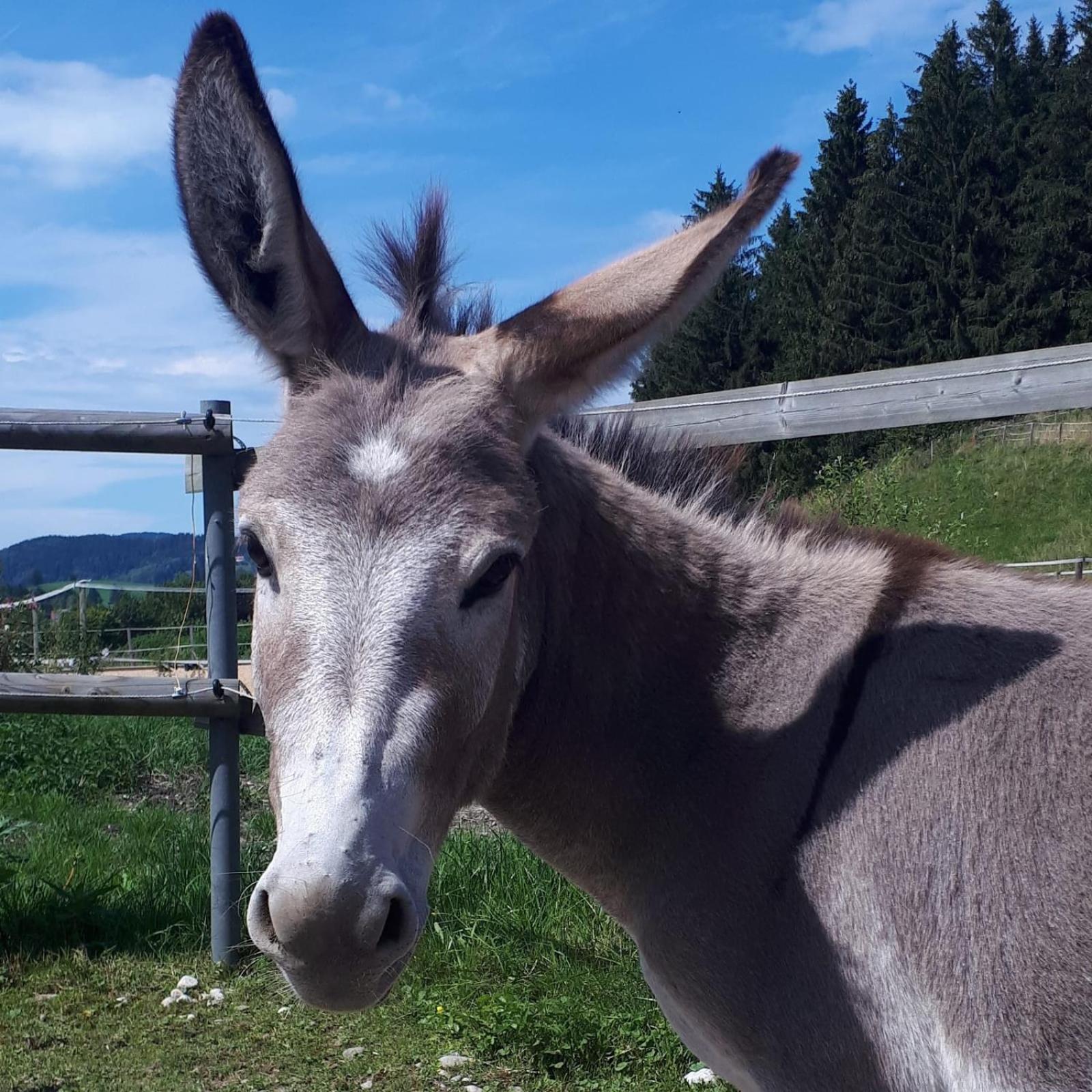 Ferienhof Allgaeumax Füssen Kültér fotó
