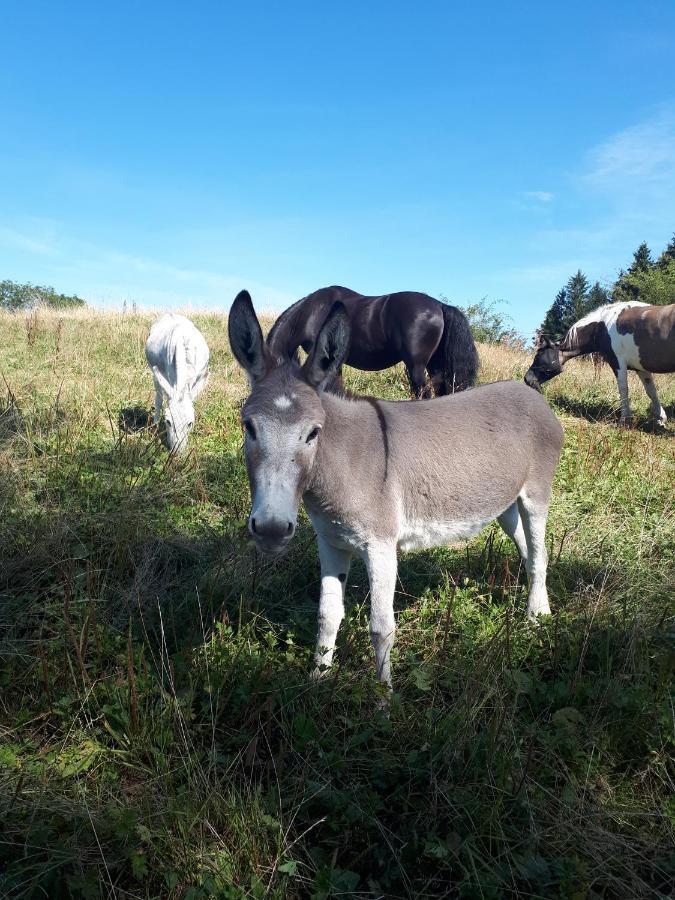 Ferienhof Allgaeumax Füssen Kültér fotó